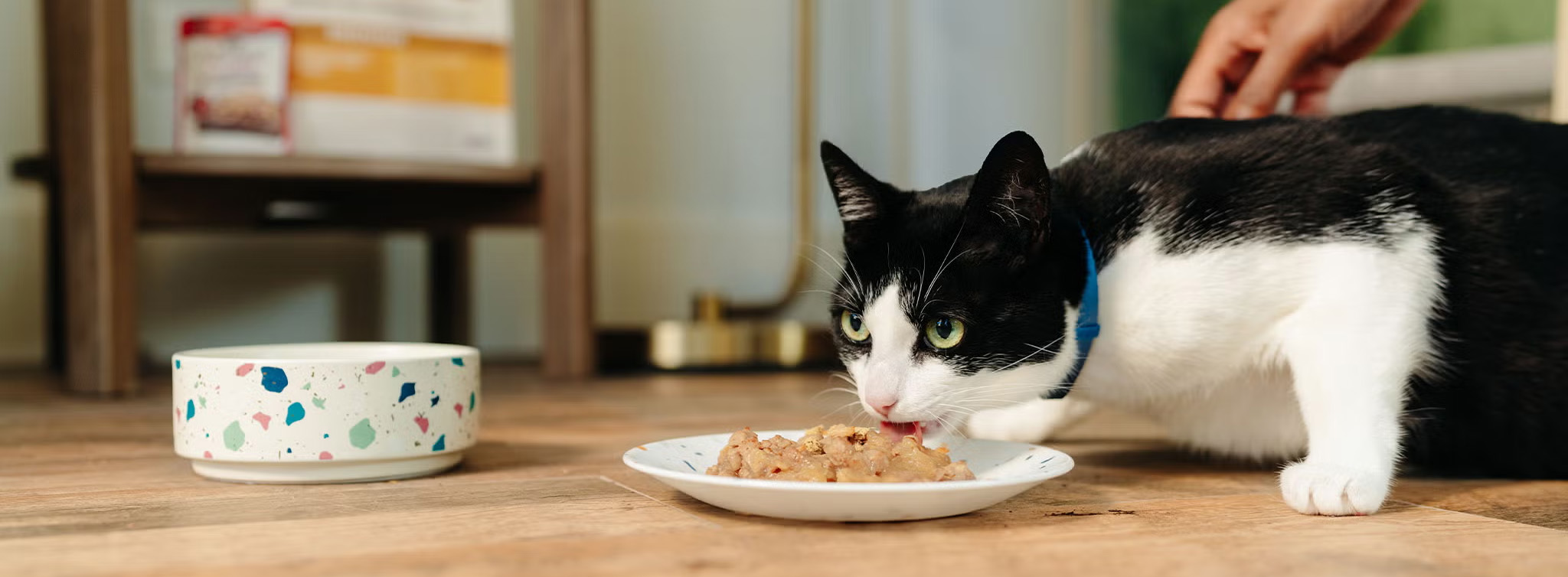 Cat Supplies Store -Cat Supplies Store 1